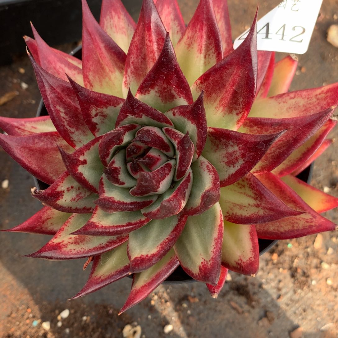  2443杂交精品基地12厘米