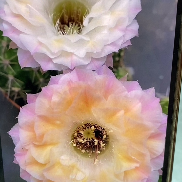 香香多变58号8.5公分左右干皮