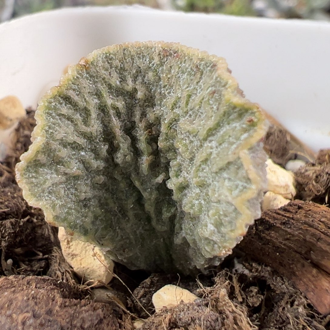 w红玫瑰多肉植物水泡