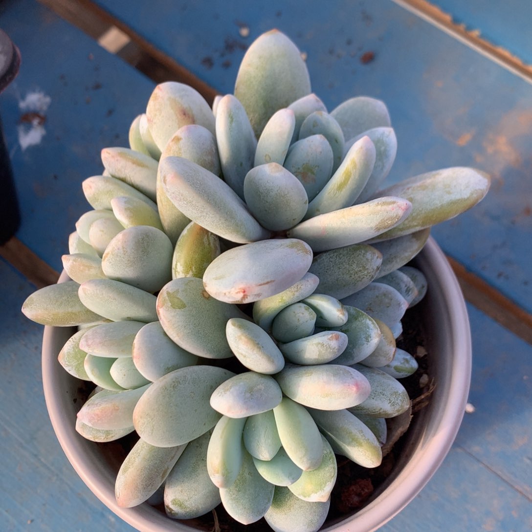 雪美人无砍一物一拍