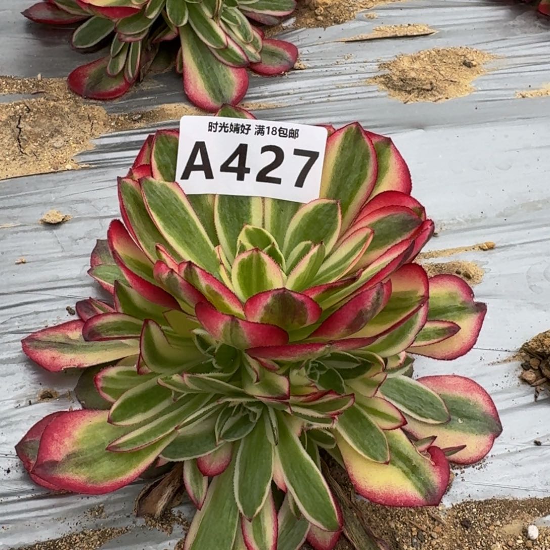 427荔枝多肉植物
