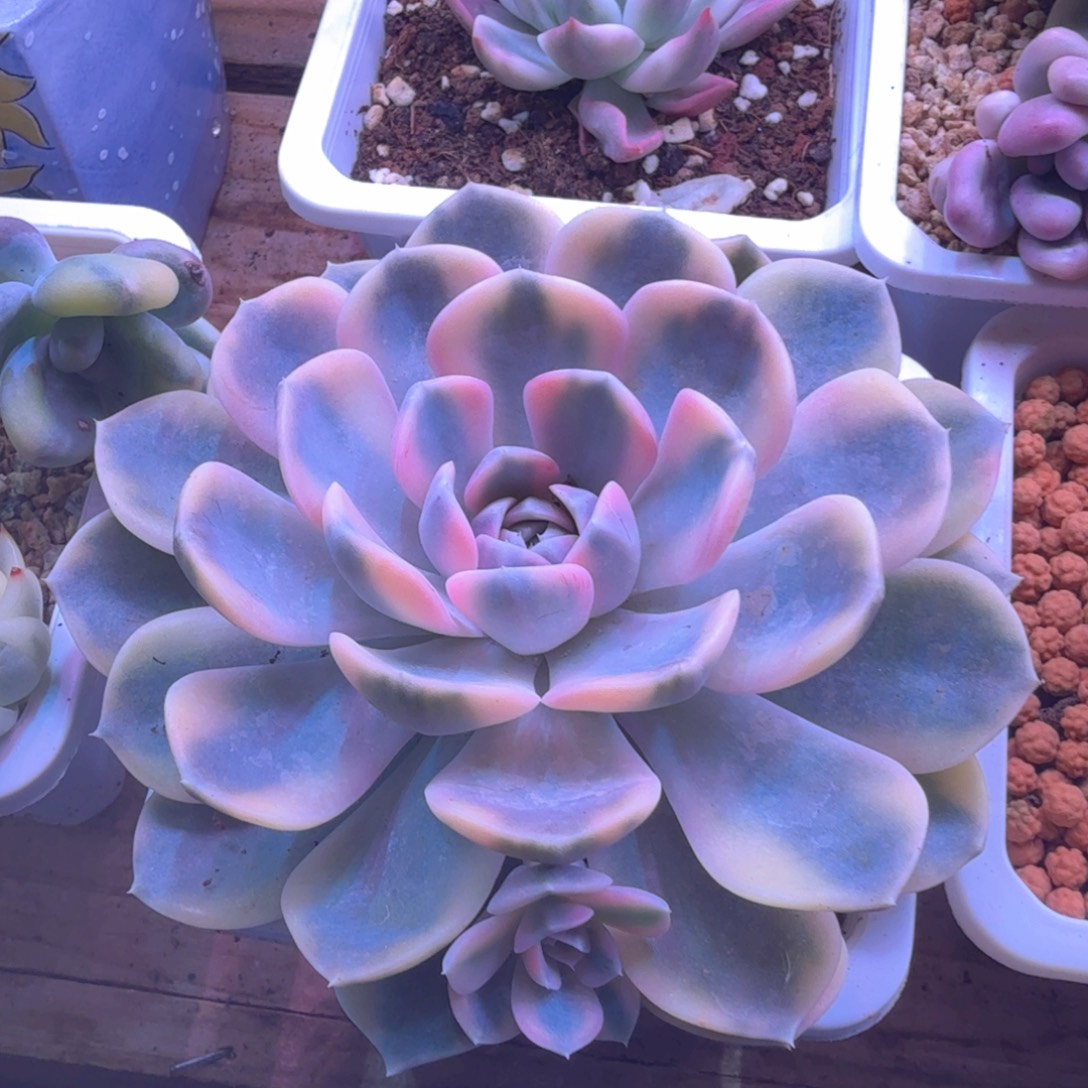 汉堡锦 多肉植物锦