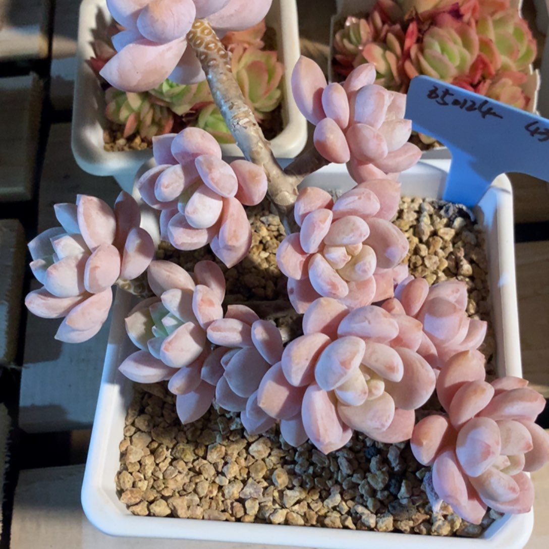 夏*350124-43露凝香