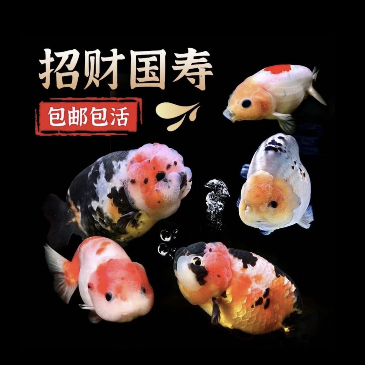 观赏鱼精品红白兰寿