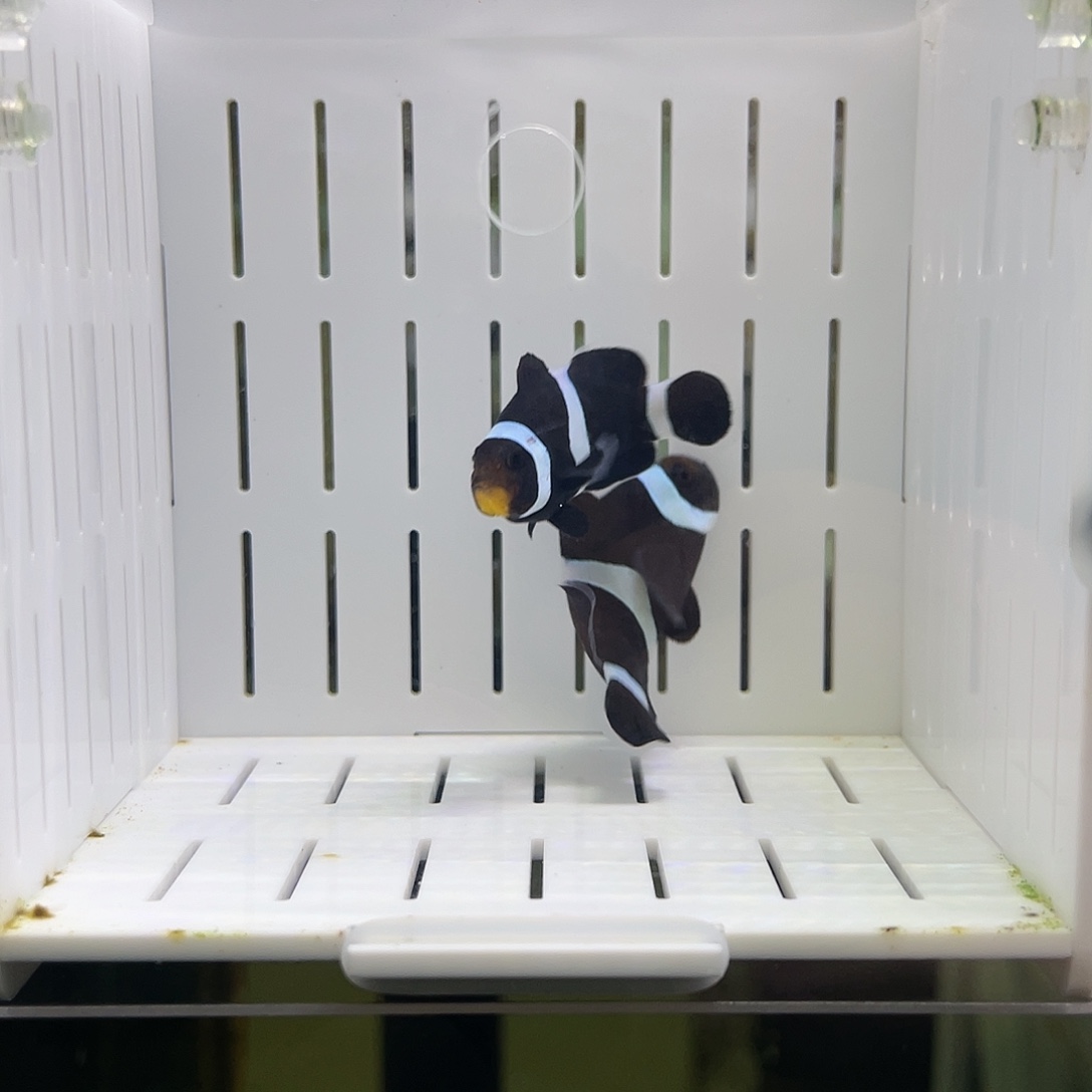 海水鱼澳黑小丑鱼