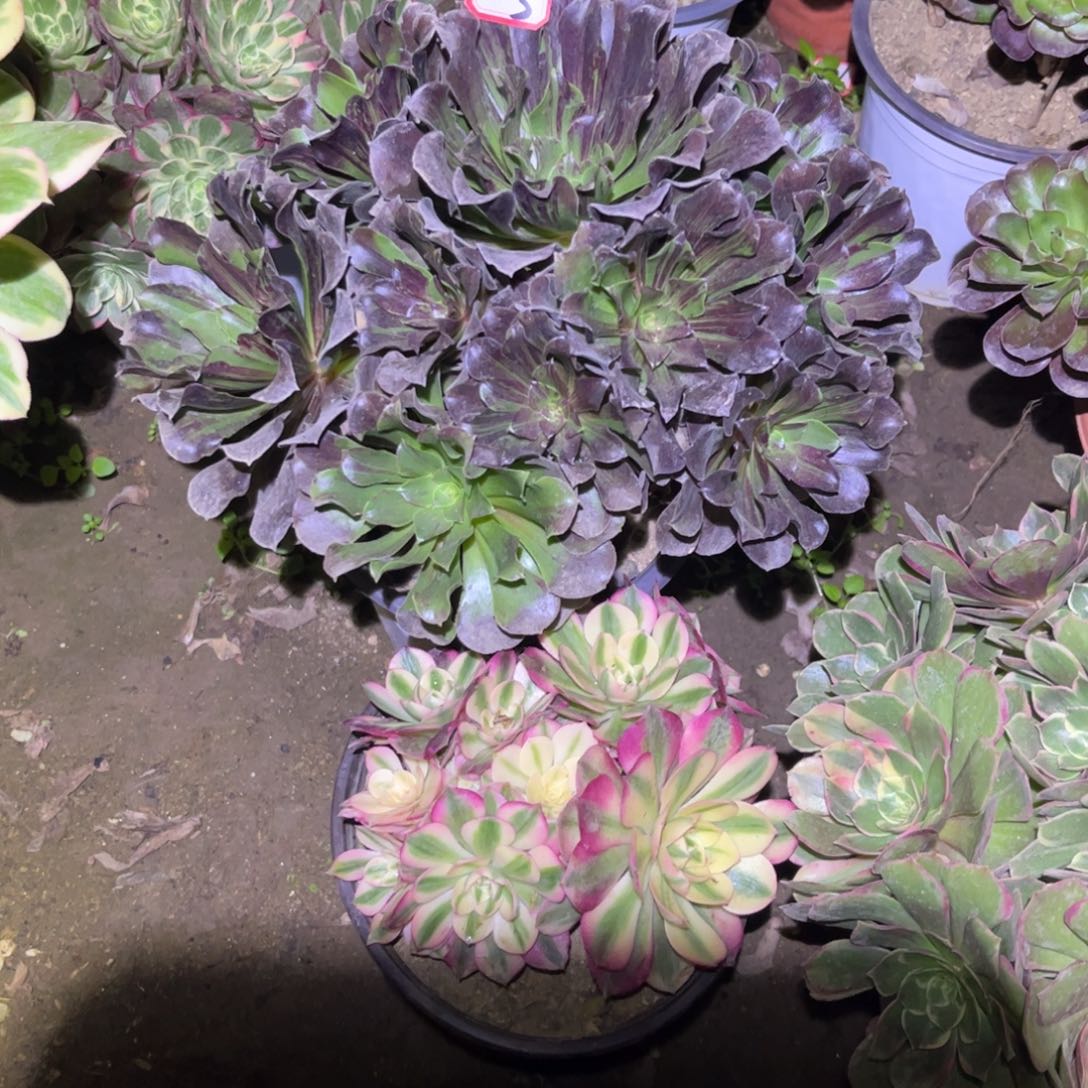 163多肉植物荔枝欧若拉2颗