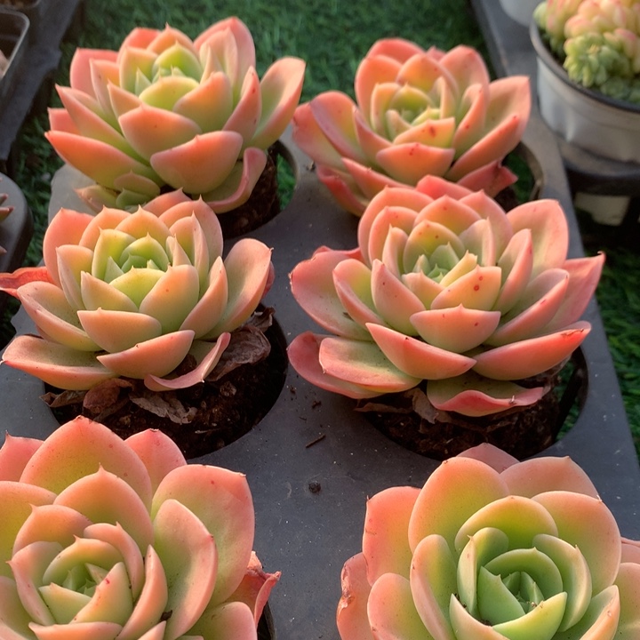 星娜塔多肉                