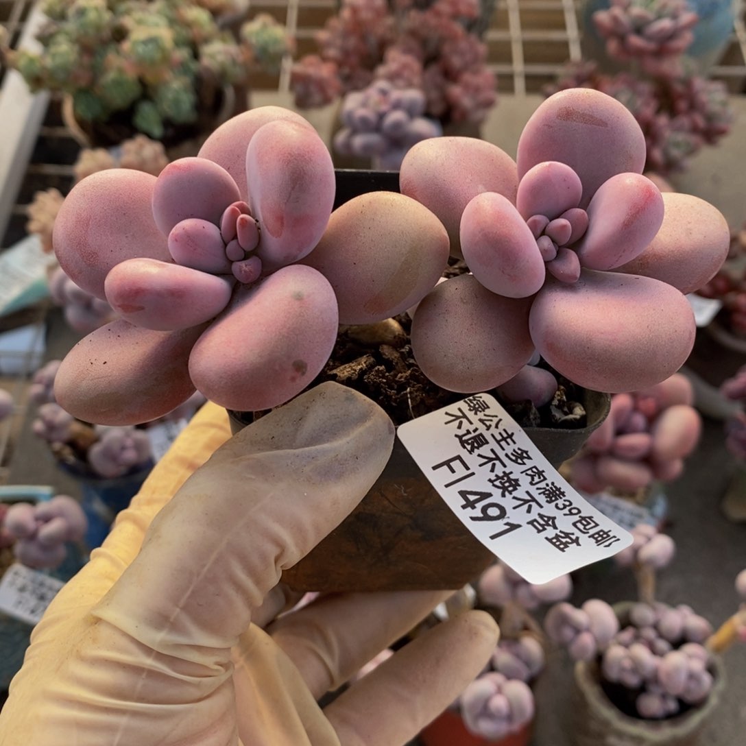 腰子桃蛋491/8c m