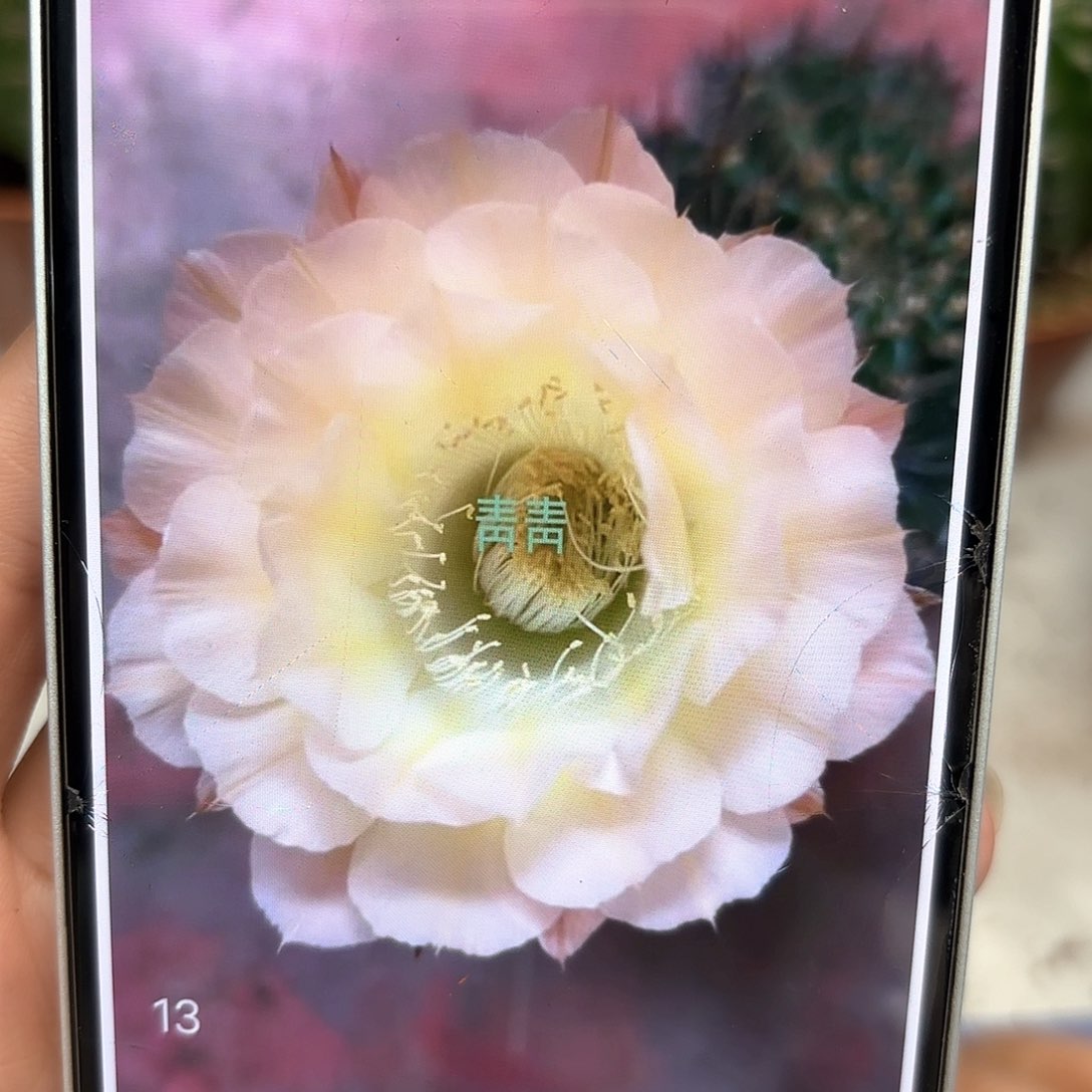 彩草32号6.5公分左右