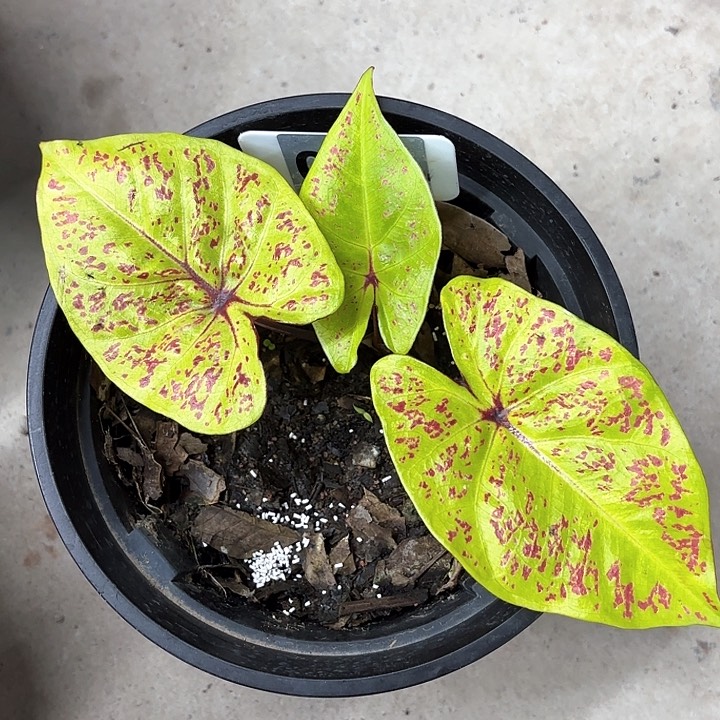 82-0212彩叶芋广东现货