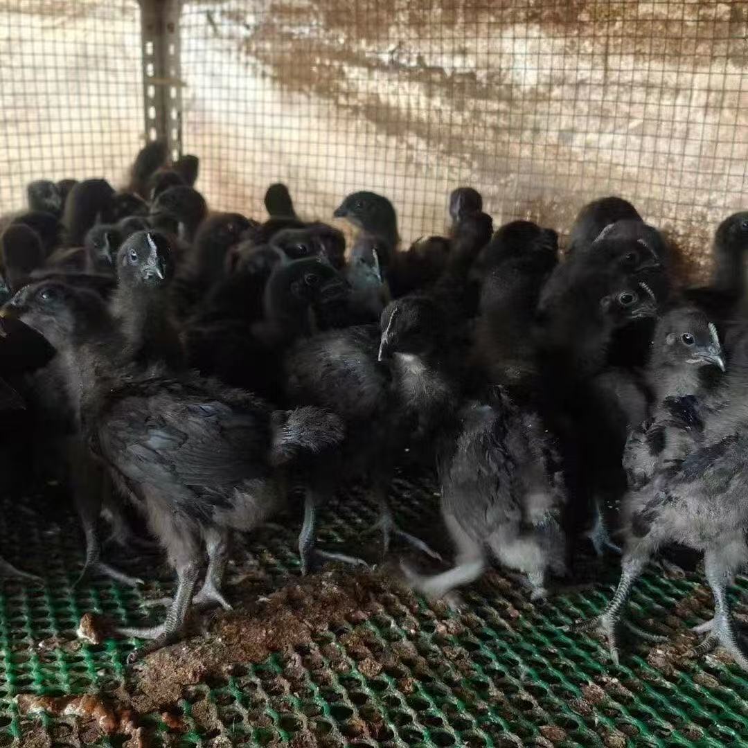 五黑鸡乌骨黑肉绿壳蛋鸡疫苗齐全半斤发货