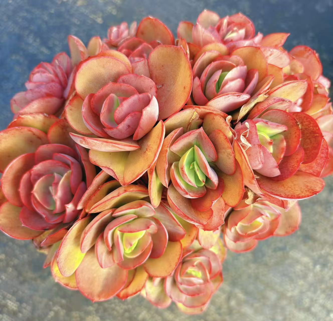 【秀妍玫瑰】好看好养款 脱土发（任意2单包邮）好运来多肉植物