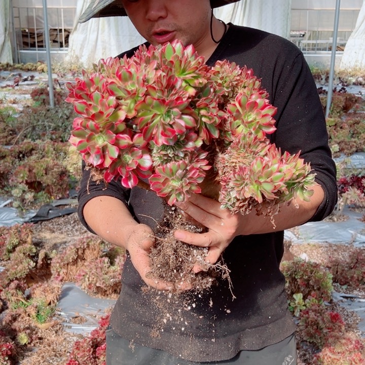 女郎醉话12号多肉法师