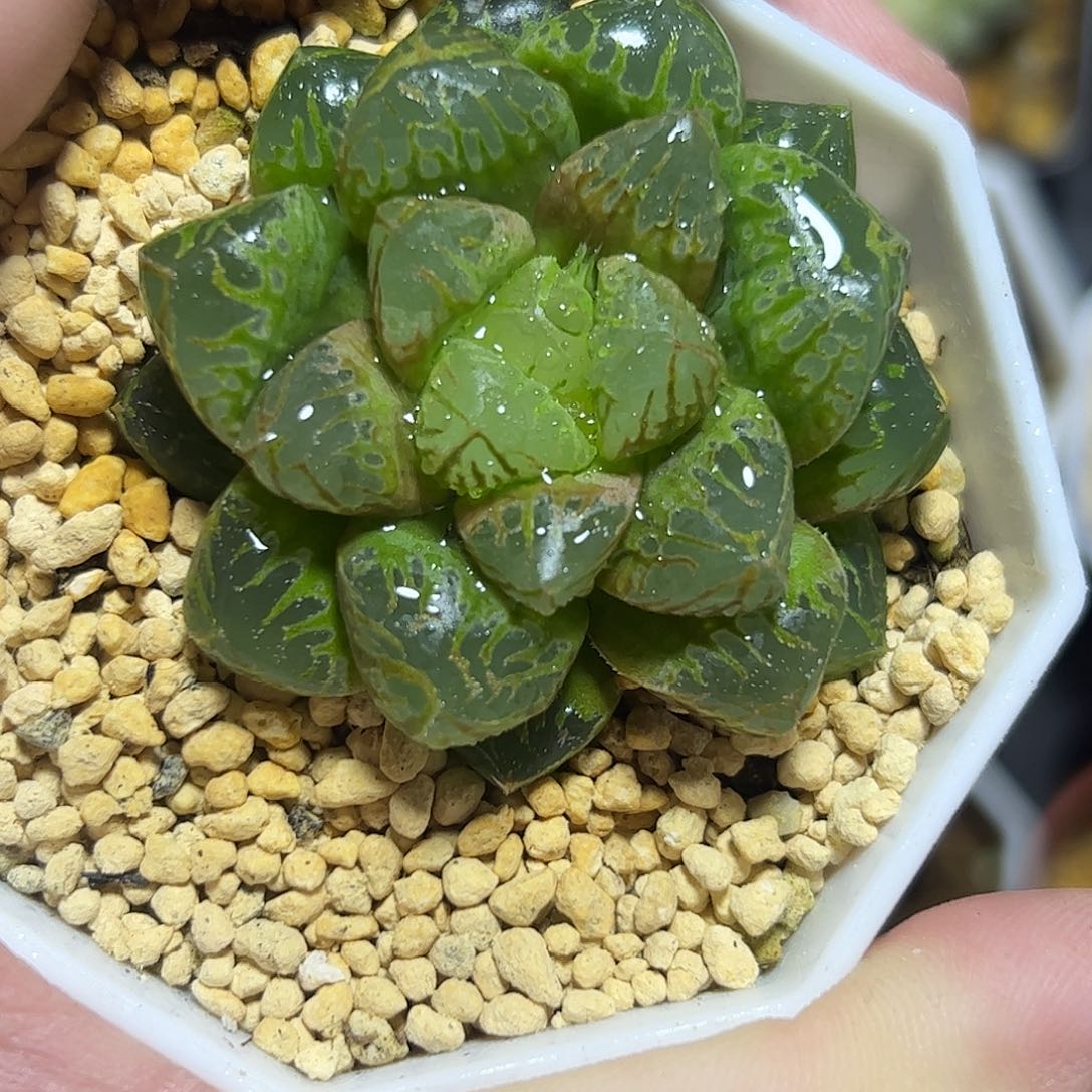 实生寿十二卷多肉植物满