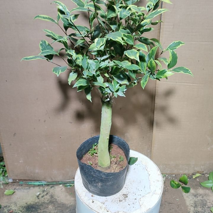 185东方一号，原盆原土发货，不包邮