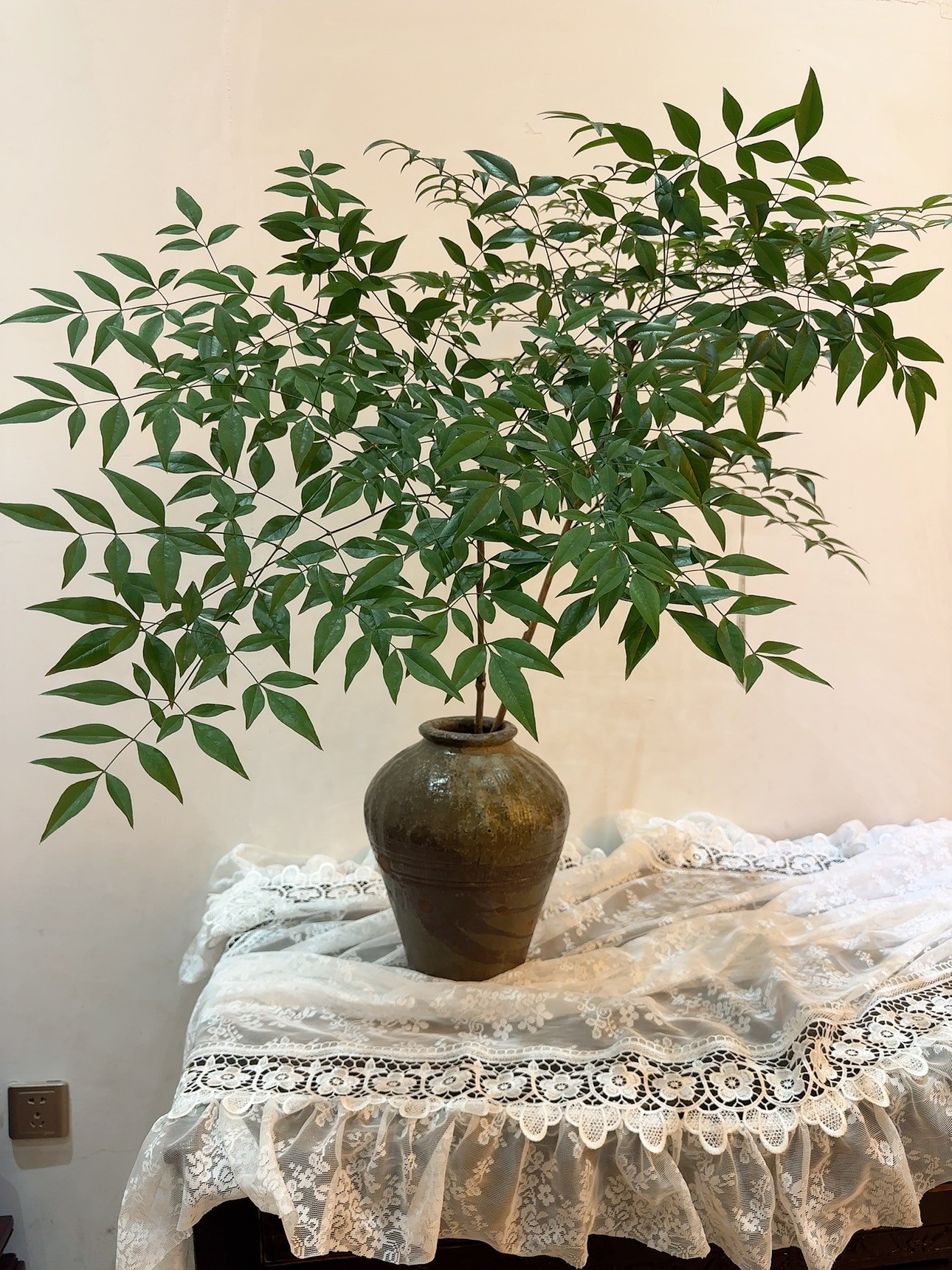 【拍一发二】  南天竹北欧风马醉木吊钟平替水培植物鲜切枝花卉高颜
