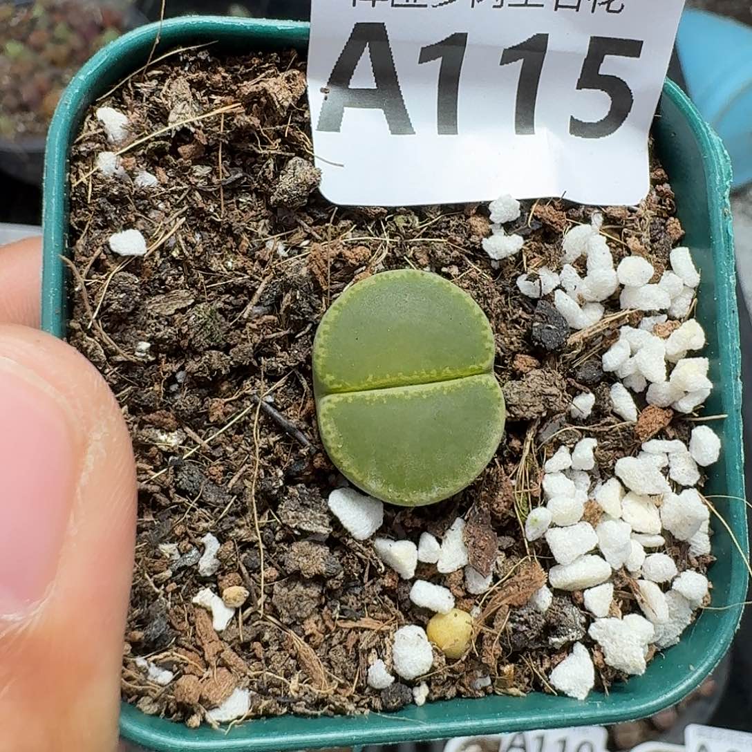 115多肉植物多肉植物