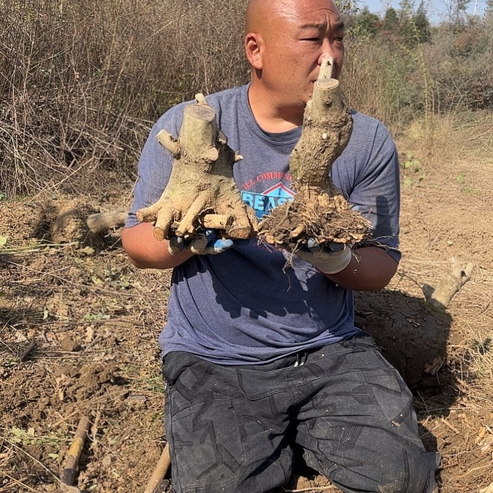 灵***丹无花朵对节白蜡素材一颗