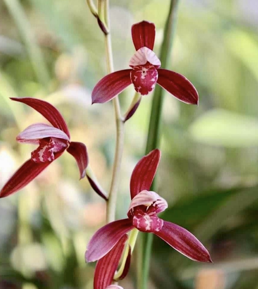 建兰暮山紫浓香型花卉好养室内办公室天然棚种植