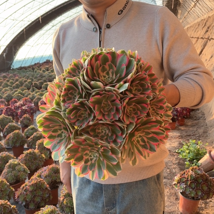 精品大粉女郎好看