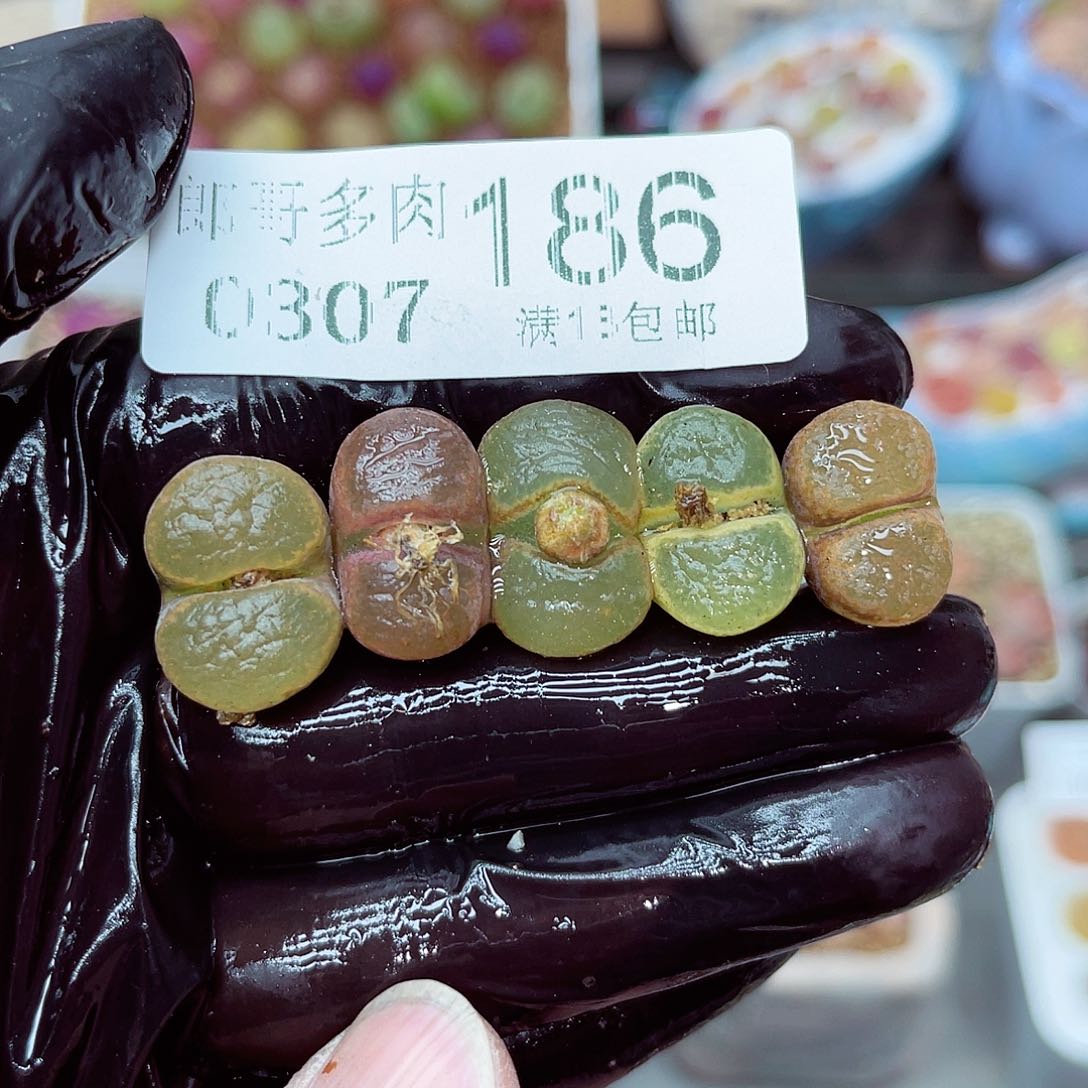 郎哥多肉生石花7-186