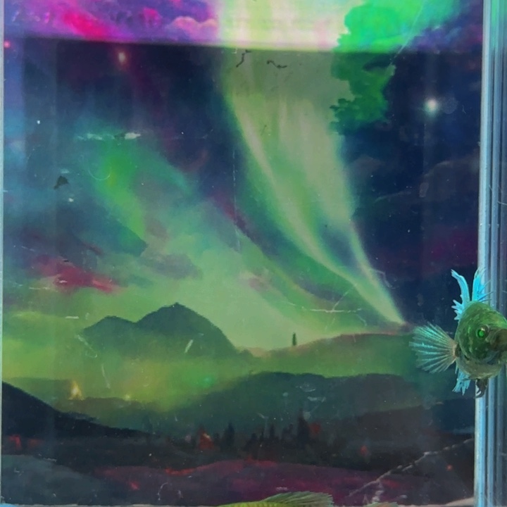 斗鱼哈哈我们一起来一起