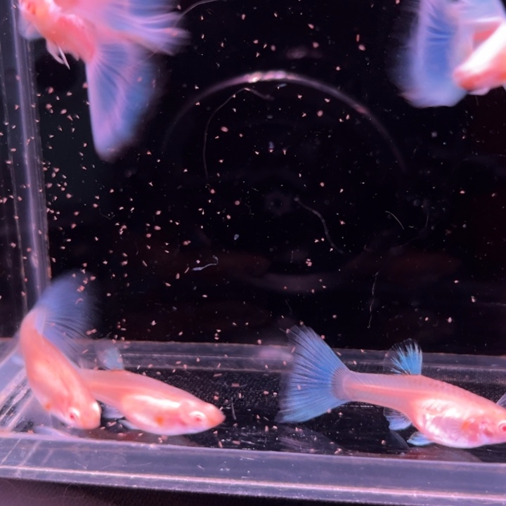 海水鱼蓝白飞船3对