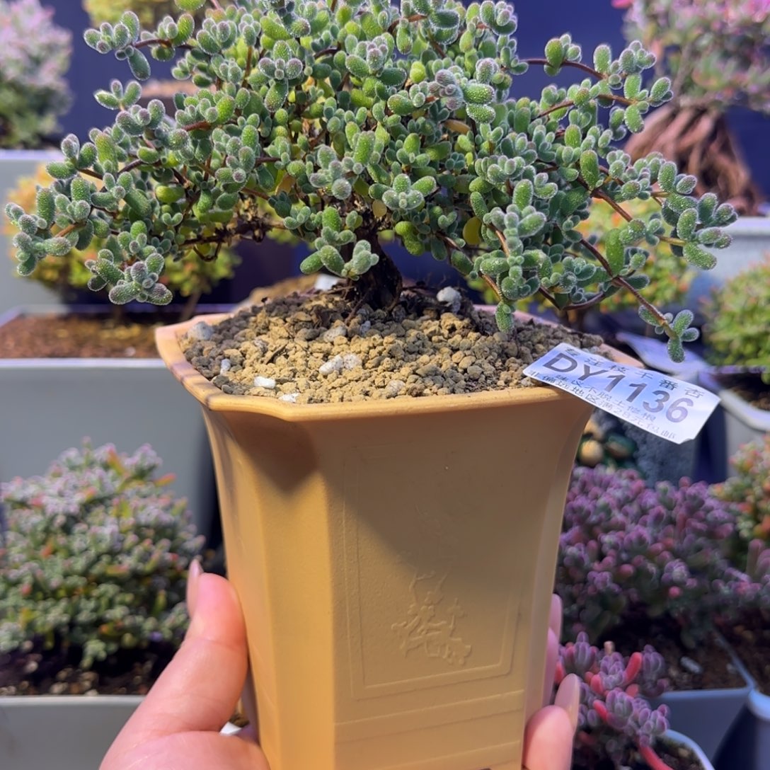 dy1136老桩翡翠（悬崖坠柳）