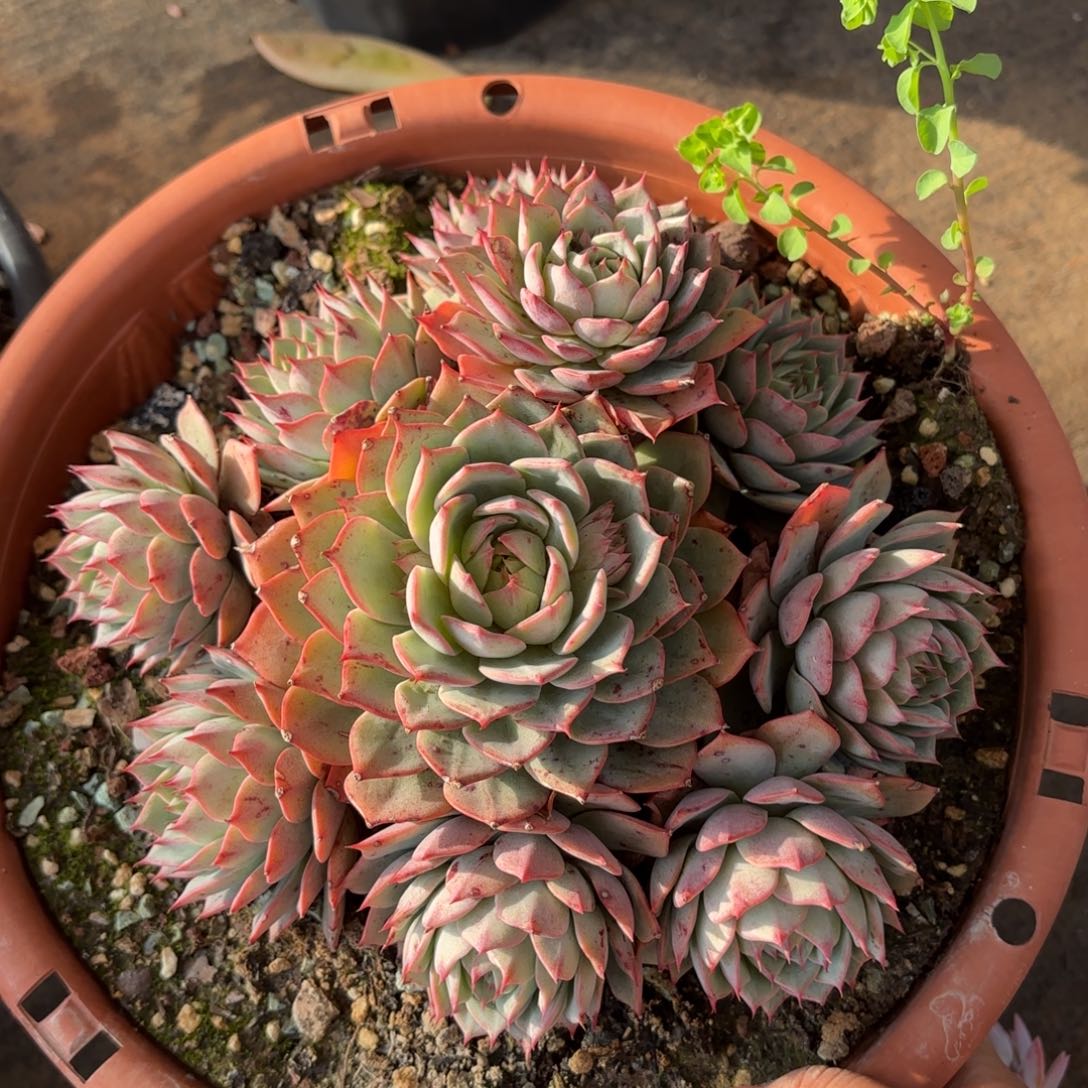 同温层多肉林杰安娜272