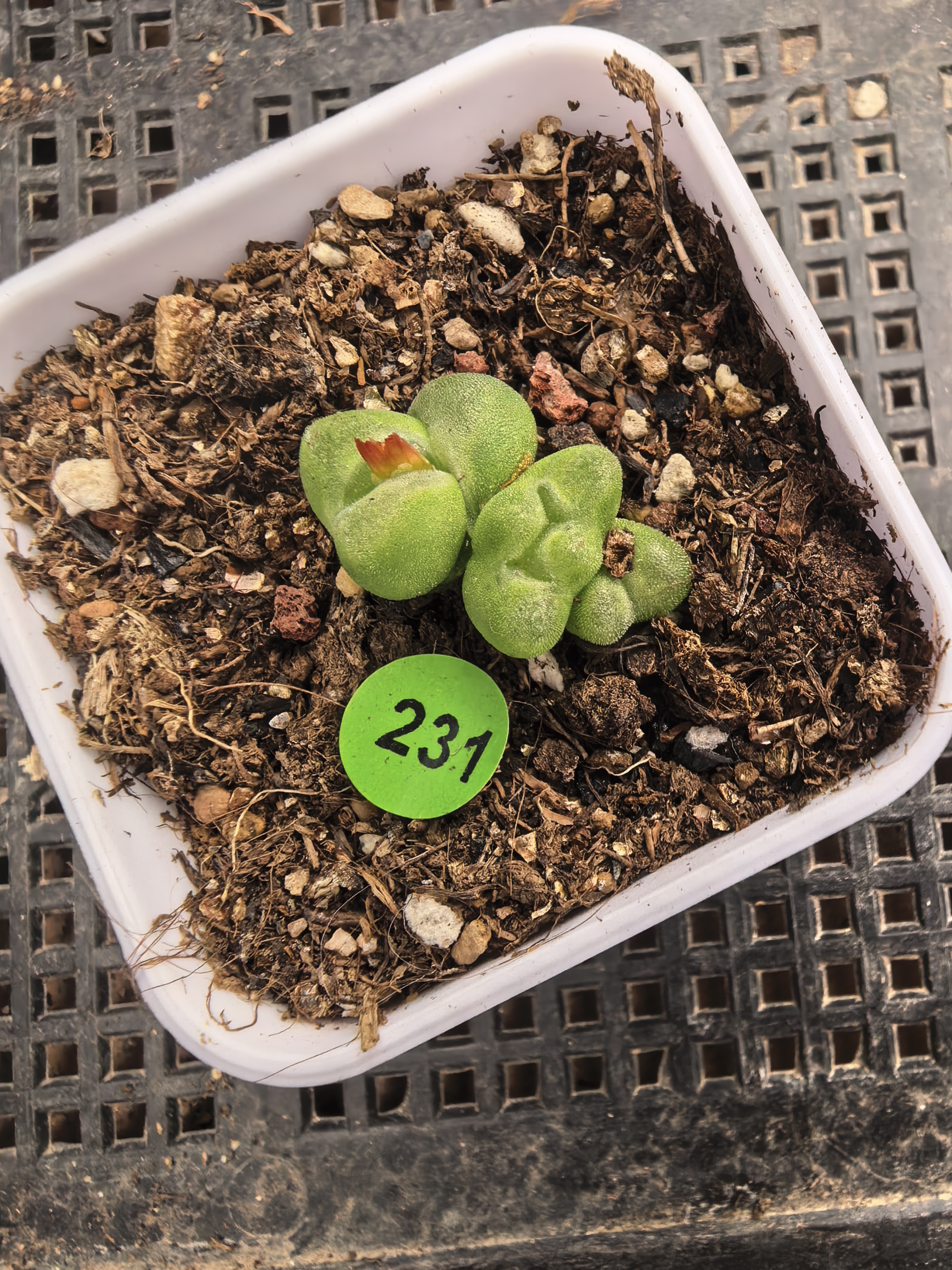 水晶鞋3头脱土多肉植物231