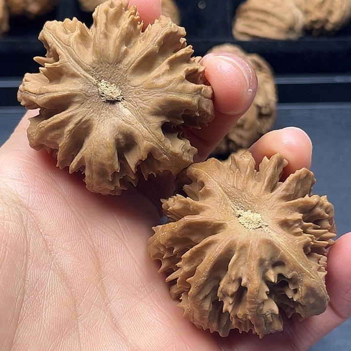 木质类秦岭突突突突突突
