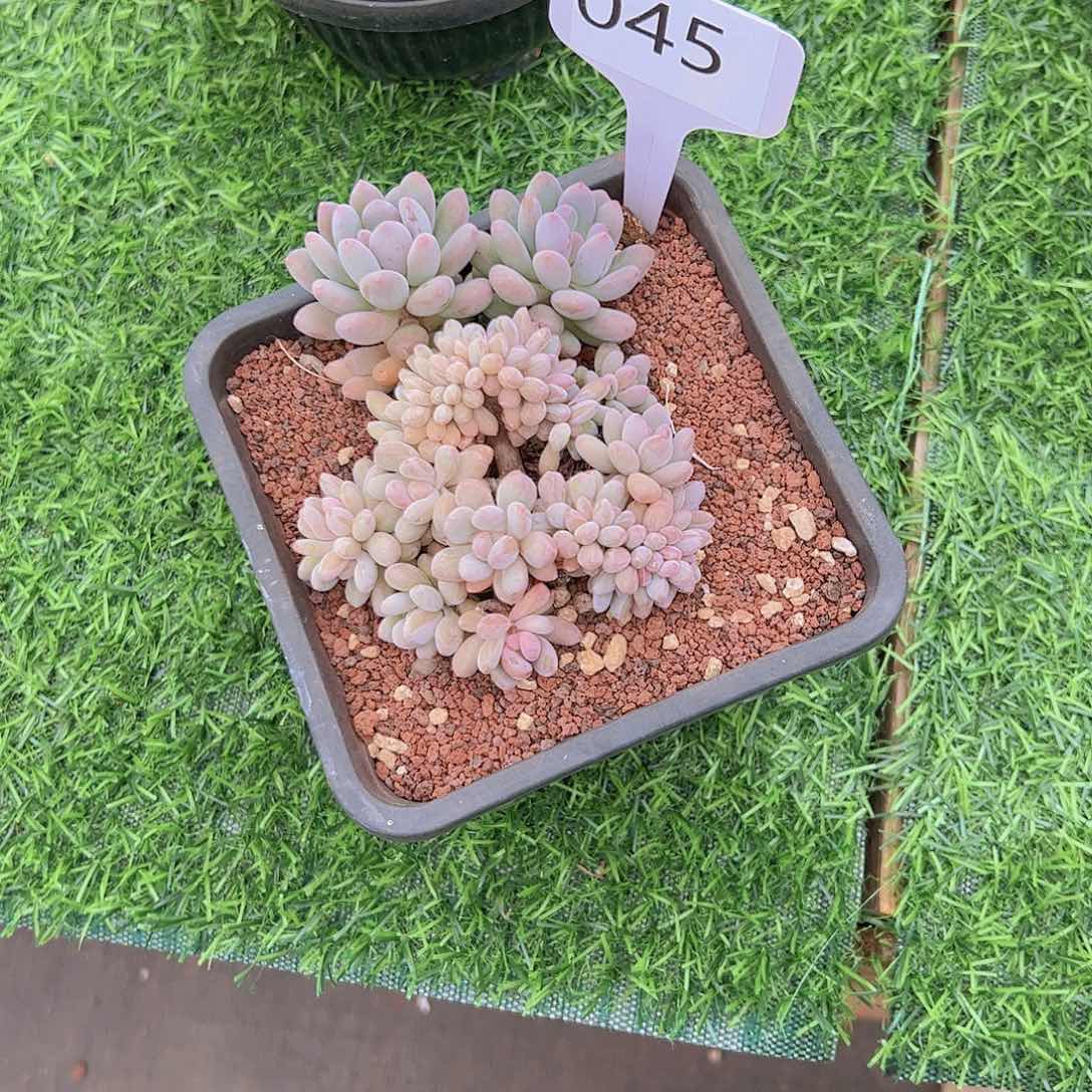 房**事045灯美人缀25。。