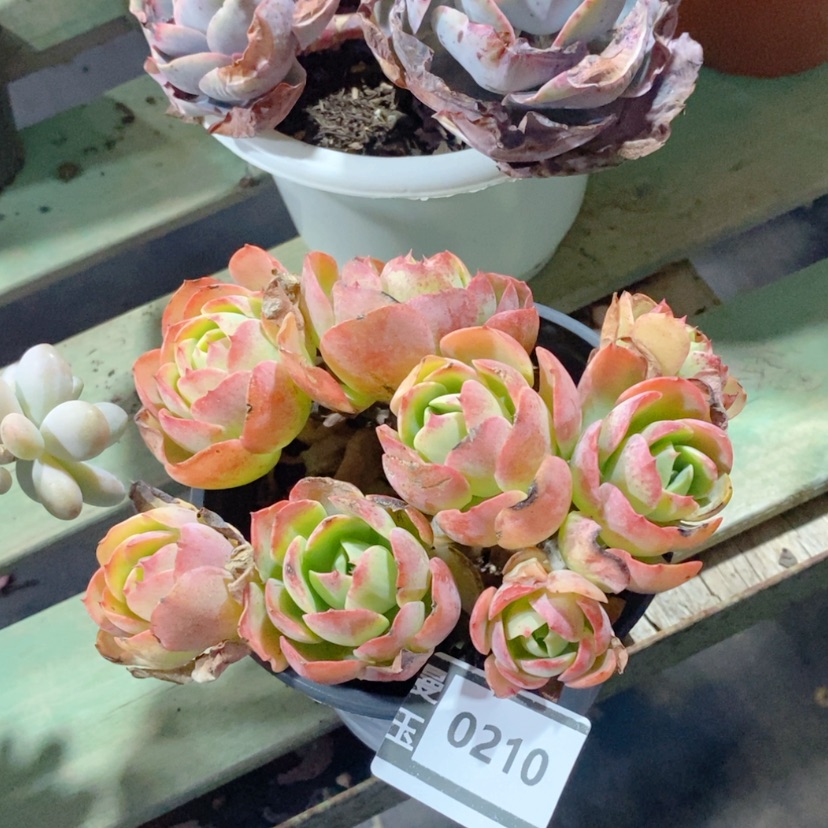 【闪购商品】克里斯汀0210