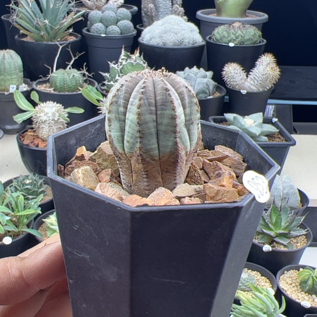 锈斑布纹球3一物一拍