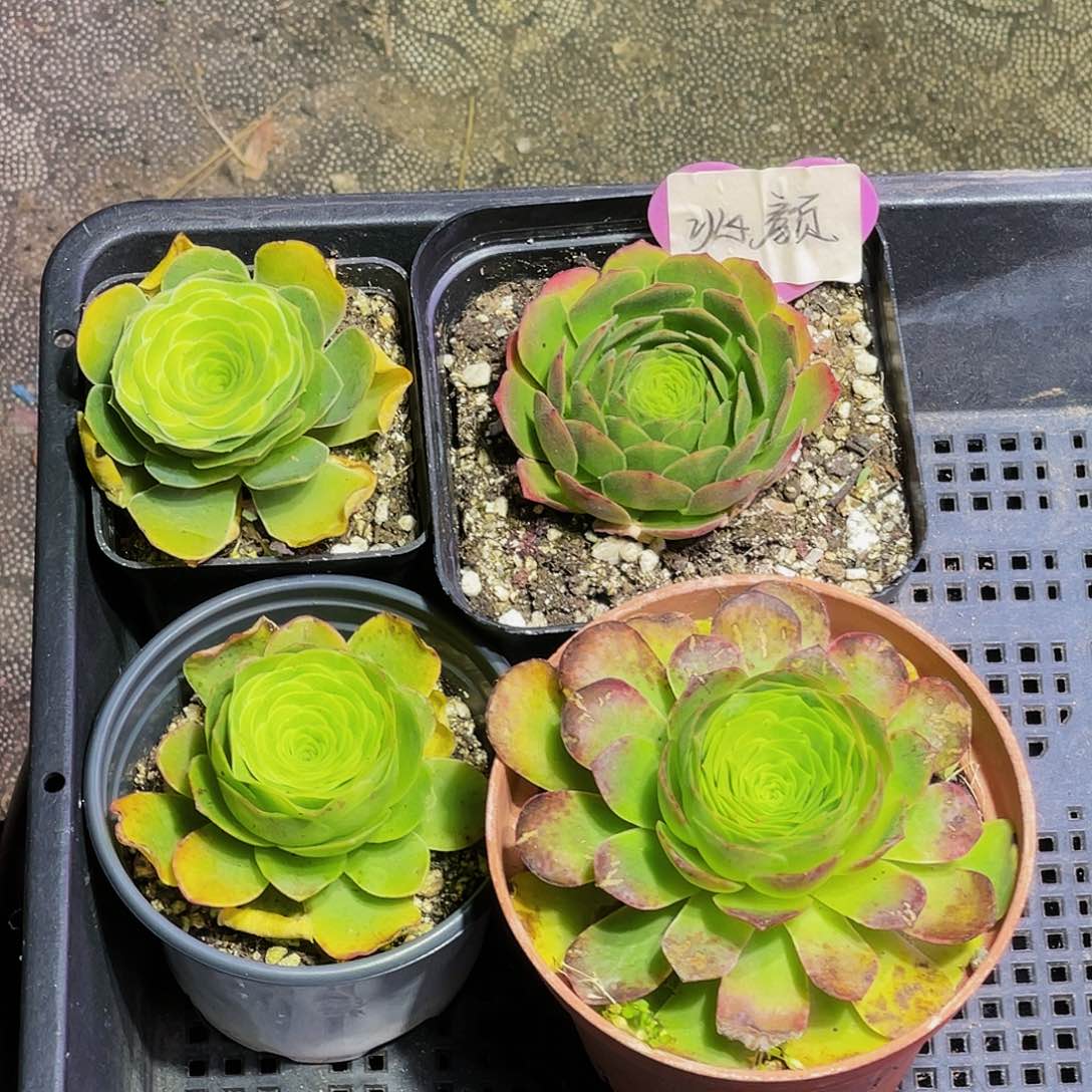 四棵 非偏远包邮 多肉