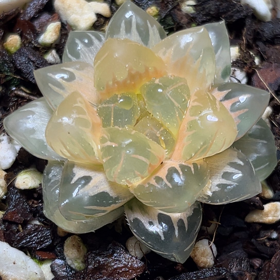 用****5恭喜发财大吉大利0171