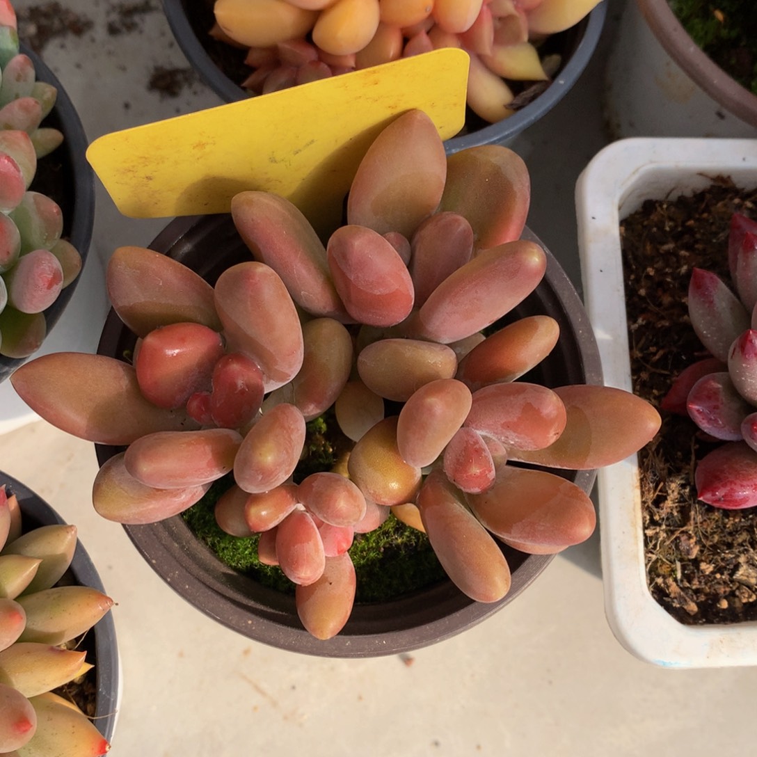 芒果奶2727727227272727