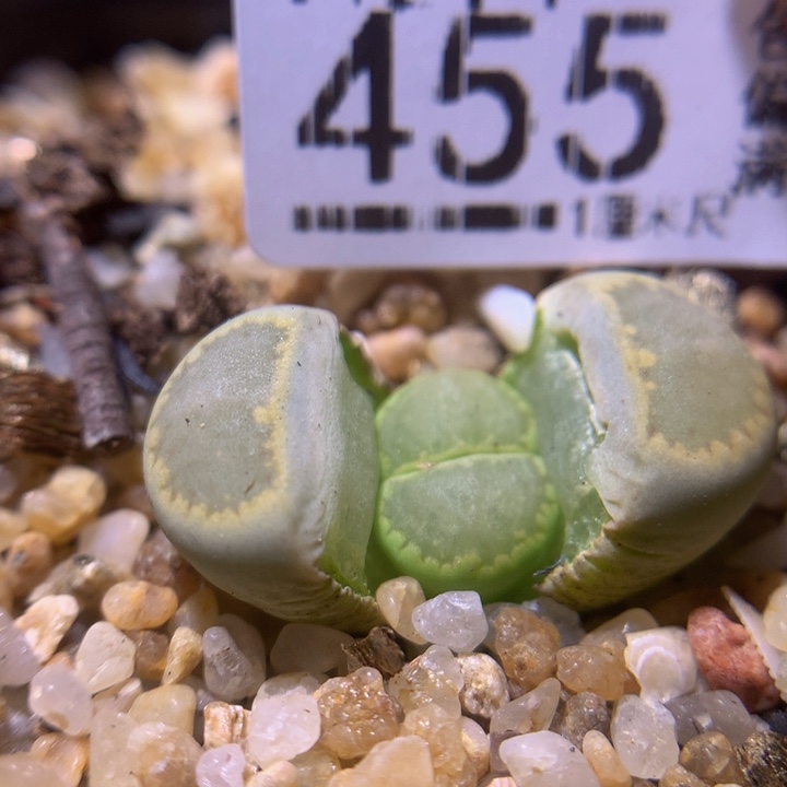 精品生石花214.455