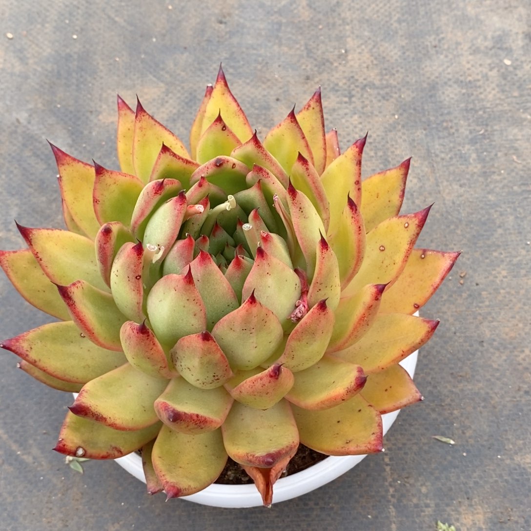 现***实福利特价凤凰系