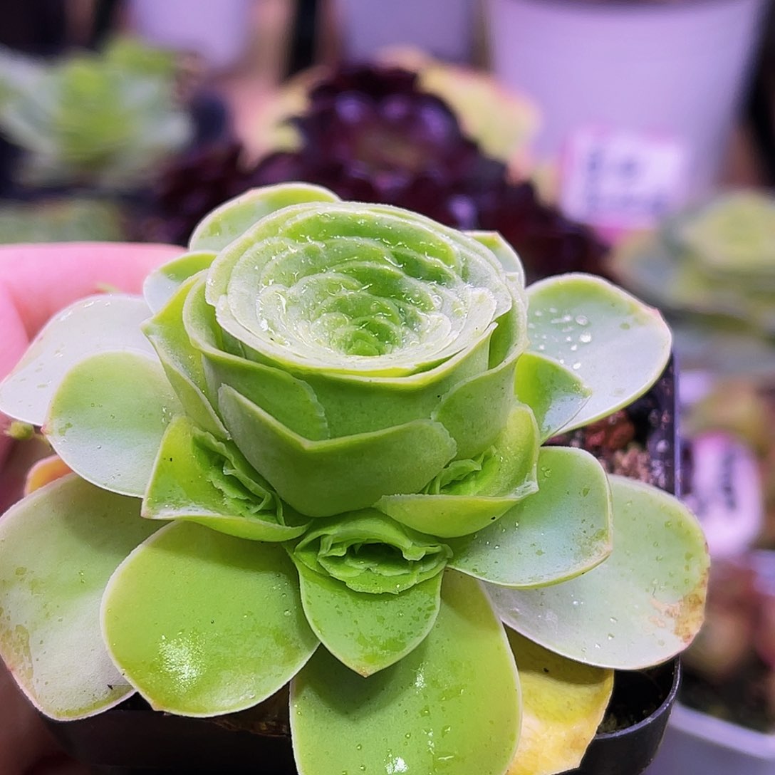 娅朵 非偏远包邮 多肉