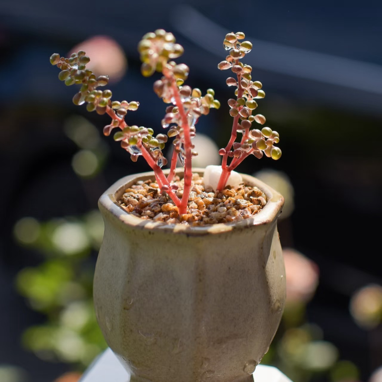 露镜多肉植物盆栽室内绿植防辐射好养型群生多头