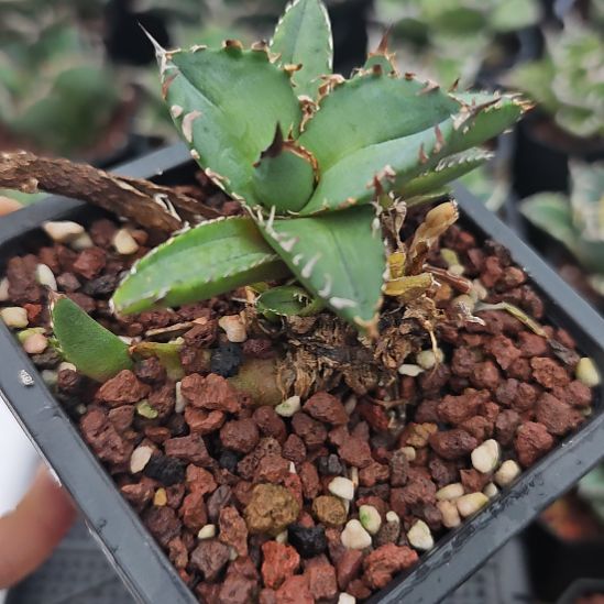 fo222背刺仁王冠龙舌兰顶芽一颗