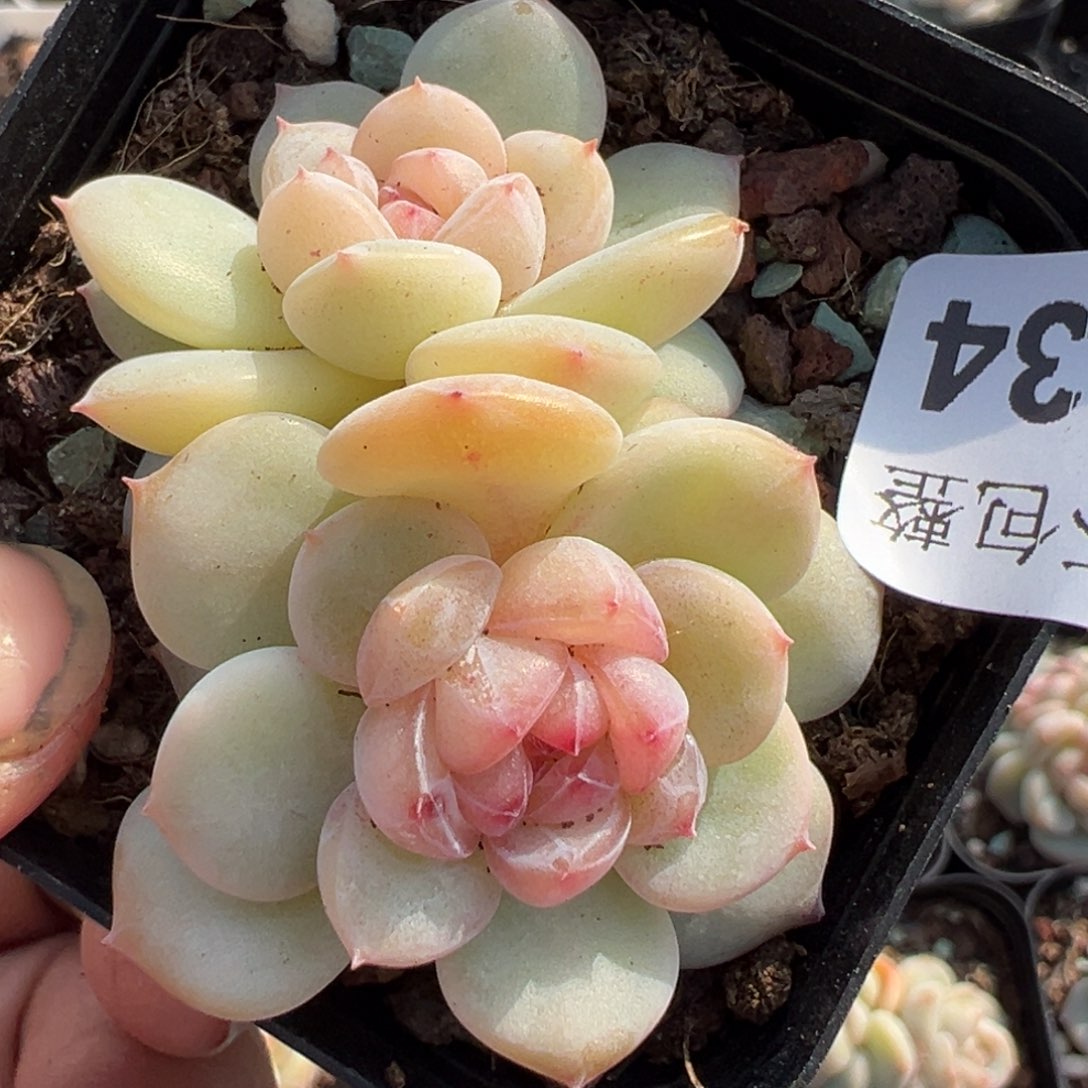 小卡拉米糖心一物一拍13-34