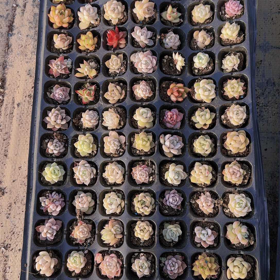 直播一物一拍多肉47