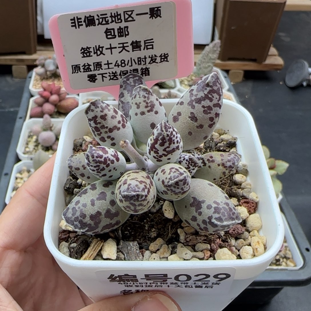 029特白肌海报多肉