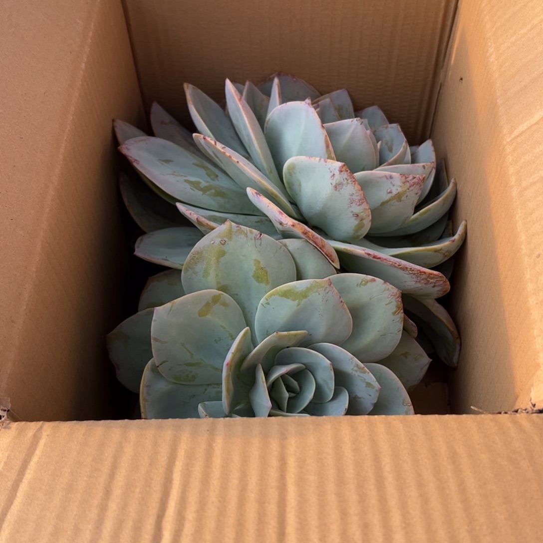 红***平地栽白凤1棵（包邮不包损）