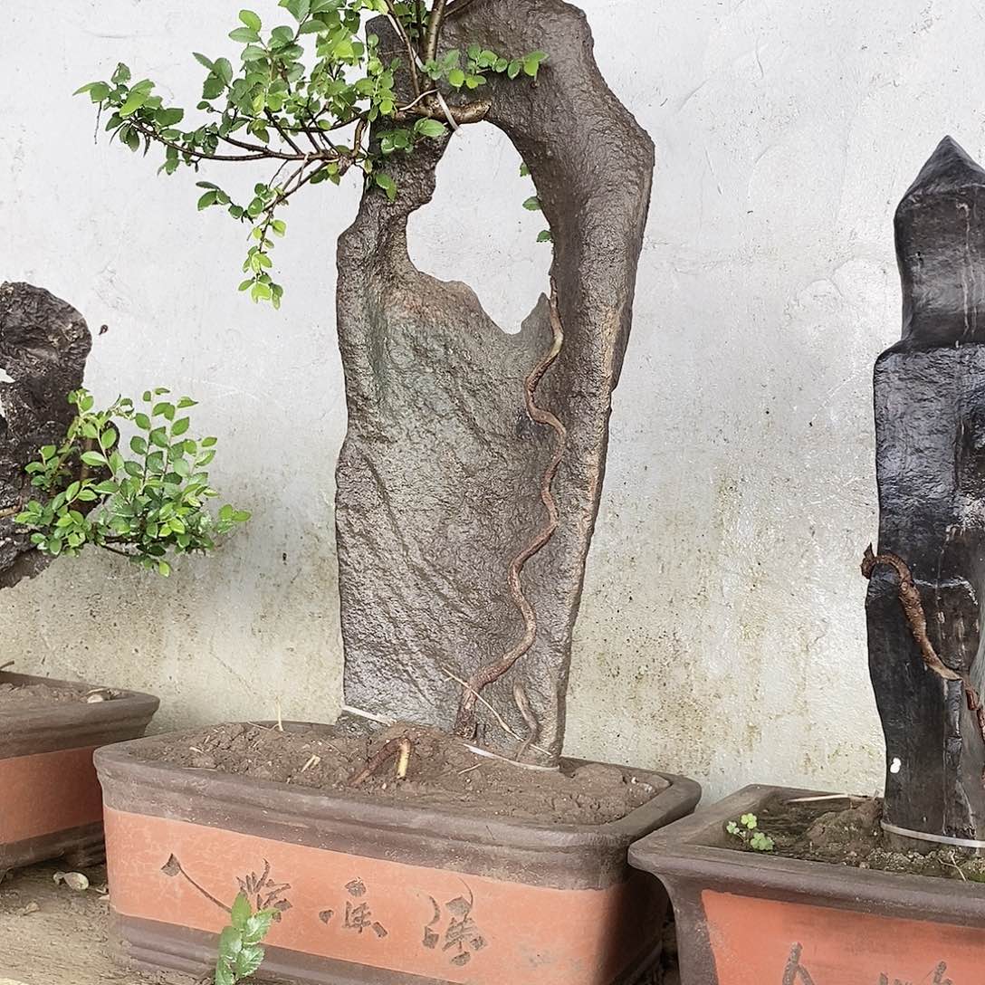 精品系列产品盆景