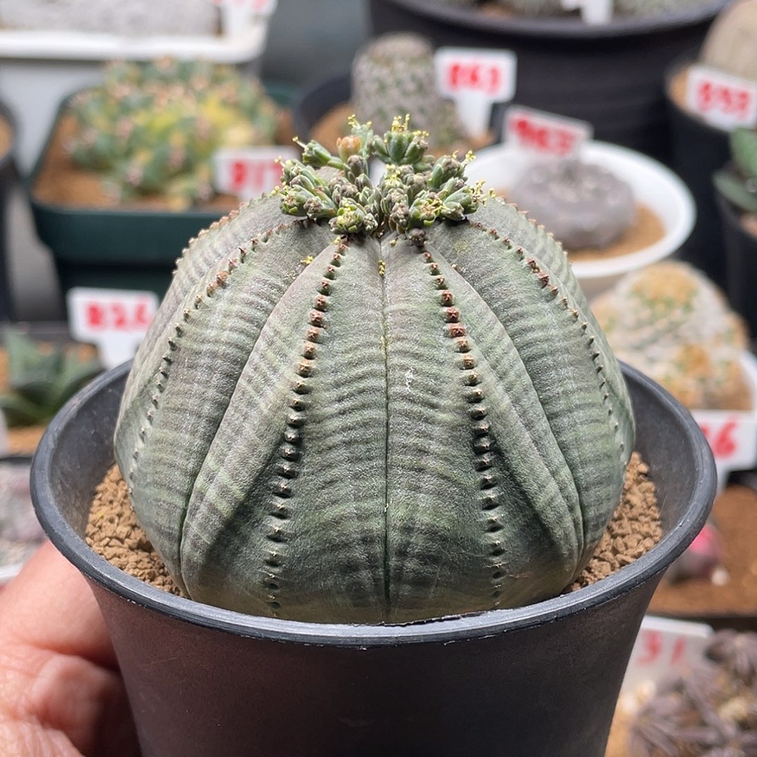 公球 实生龟背欧系布纹球7公分