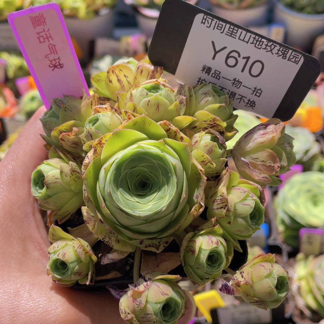 童话气球多肉玫瑰610一物一拍