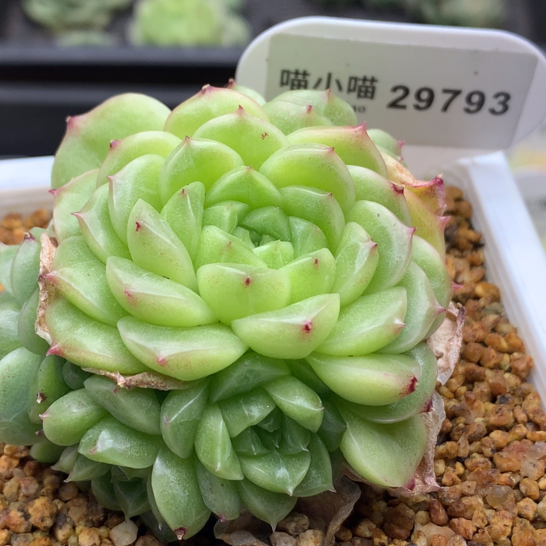 多肉植物杂交珍妮